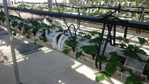 ▲車椅子にも対応できるイチゴ栽培室