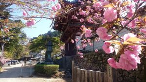 ▲境内の満開の八重桜