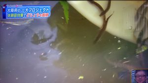 ▲体長約４ｃｍのどじょうの稚魚