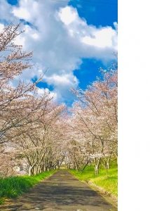 ▲最初の撮影場所となった桜並木