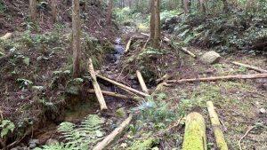 ▲大雨により大量の流木が散乱している太井地区の森林